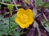 Common Buttercup (Ranunculus acris)