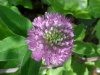 Red Clover (Trifolium pratense)