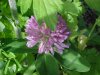 Red Clover (Trifolium pratense)