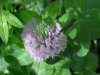 Red Clover (Trifolium pratense)