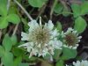 White Clover; Dutch Clover (Trifolium repens)