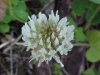 White Clover; Dutch Clover (Trifolium repens)