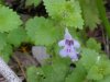 Ground Ivy; Gill-over-the-ground;  Creeping Charlie (Glechoma  hederacea)
