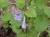 Ground Ivy; Gill-over-the-ground;  Creeping Charlie (Glechoma  hederacea)