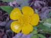 Common Buttercup (Ranunculus acris)