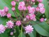 Mountain Laurel (Kalmia latifolia)