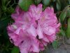 Mountain Rosebay; Catawba Rhododendron (Rhodododendron catawbiense)