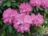 Mountain Rosebay; Catawba Rhododendron (Rhodododendron catawbiense)