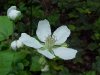 Allegheny Blackberry (Rubus allegheniensis porter agg)