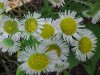 Philadelphia Fleabane (Erigeron philadelphicus)