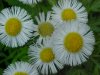 Philadelphia Fleabane (Erigeron philadelphicus)