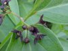 Black swallow-wort (Cynanchum nigrum; Cynanchum rossicum)