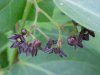 Black swallow-wort (Cynanchum nigrum; Cynanchum rossicum)