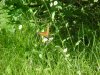 Butterfly on Philadelphia Fleabane (Erigeron philadelphicus)
