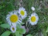 Philadelphia Fleabane (Erigeron philadelphicus)