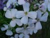Dame's Rocket; Dame's Violet; Mother-of-the-Evening (Hesperis matronalis)
