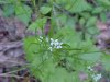 Garlic Mustard (Alliaria petiolata)
