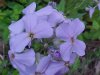 Dame's Rocket; Dame's Violet; Mother-of-the-Evening (Hesperis matronalis)