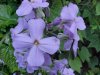 Dame's Rocket; Dame's Violet; Mother-of-the-Evening (Hesperis matronalis)