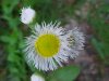 Philadelphia Fleabane (Erigeron philadelphicus)