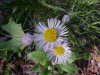 Philadelphia Fleabane (Erigeron philadelphicus)