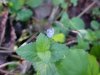 Germander Speedwell; Bird's-eye  Speedwell (Veronica chamaedrys)