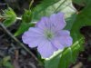 Wild Geranium; Crane's Bill (Geranium maculatum)