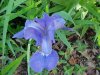 Blue Flag (Iris versicolor) (from flagge, the old English for 'rush' or 'reed')