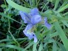Blue Flag (Iris versicolor) (from flagge, the old English for 'rush'  or 'reed')