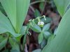 Ageing Lily-of-the-valley (Convallaria majalis)