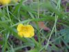 Canadian Dwarf Cinquefoil (Potentilla canadensis)