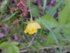 Canadian Dwarf Cinquefoil (Potentilla canadensis)