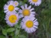 Philadelphia Fleabane (Erigeron philadelphicus)