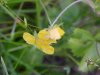 Canadian Dwarf Cinquefoil (Potentilla canadensis)