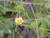Canadian Dwarf Cinquefoil (Potentilla canadensis)