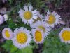 Philadelphia Fleabane (Erigeron philadelphicus)