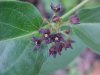 Black swallow-wort (Cynanchum nigrum; Cynanchum rossicum)