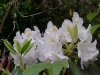 Mountain Rosebay; Catawba Rhododendron (Rhodododendron catawbiense)
