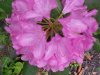 Mountain Rosebay; Catawba Rhododendron (Rhodododendron catawbiense)