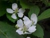 Allegheny Blackberry (Rubus allegheniensis porter agg)