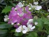 Allegheny Blackberry  (Rubus allegheniensis porter agg) and Mountain Rosebay; Catawba Rhododendron (Rhodododendron catawbiense)