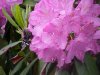 Butterfly and Mountain Rosebay; Catawba Rhododendron (Rhodododendron catawbiense)