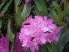 Butterfly and Mountain Rosebay; Catawba Rhododendron (Rhodododendron catawbiense)