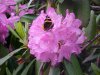 Butterfly and Mountain Rosebay; Catawba Rhododendron (Rhodododendron catawbiense)