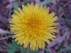 Common Dandelion (Taraxacum officinale)