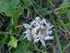 White Clover; Dutch Clover (Trifolium repens)
