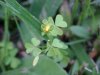 Yellow Wood Sorrel; Sour  Grass (Oxalis stricta)