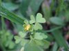 Yellow Wood Sorrel; Sour Grass (Oxalis stricta)