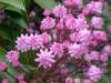 Mountain Laurel (Kalmia latifolia)