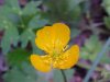 Common Buttercup (Ranunculus acris)